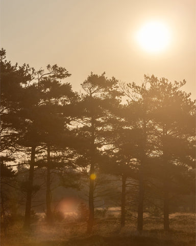 Golden Forest Morning