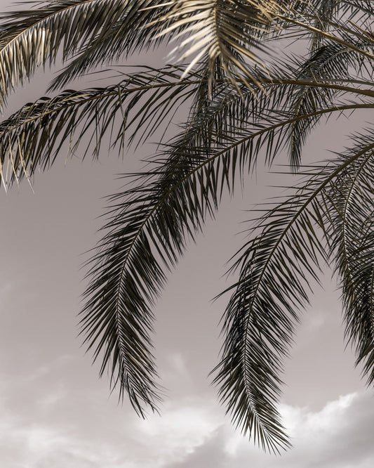 Palm Sky Silhouette No2