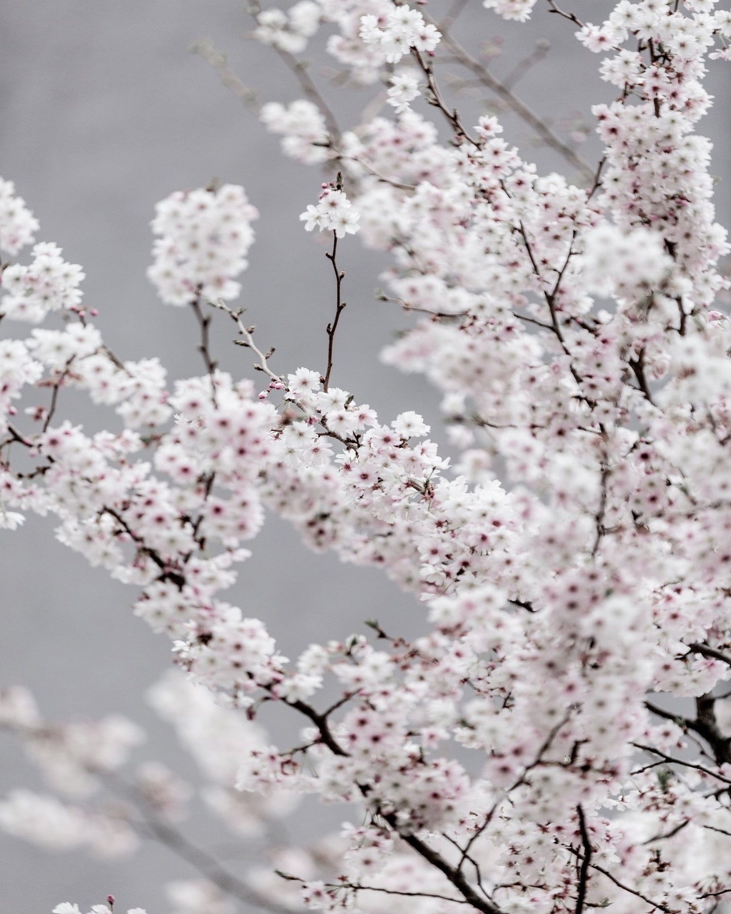 Soft Cherry Blossom