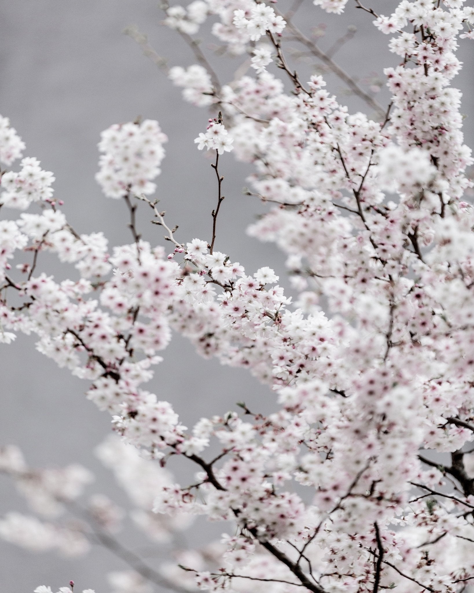 Soft Cherry Blossom