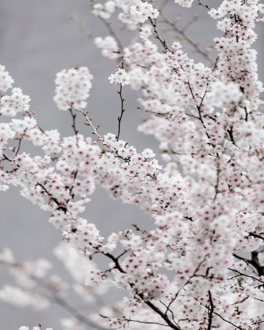 Soft Cherry Blossom