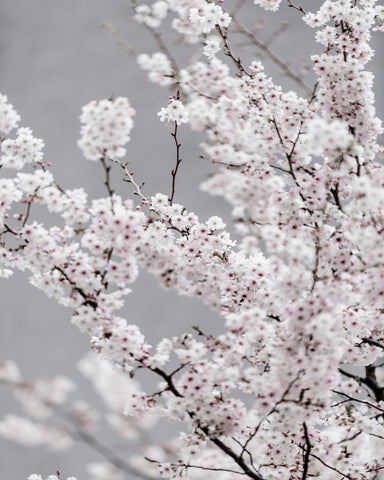 Soft Cherry Blossom