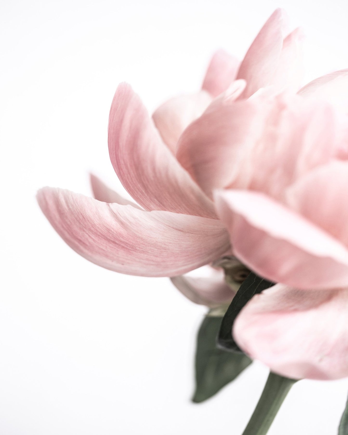 Soft Pink Peony No3