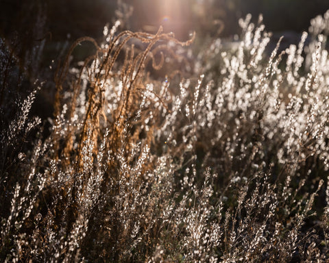 Golden Field Glow