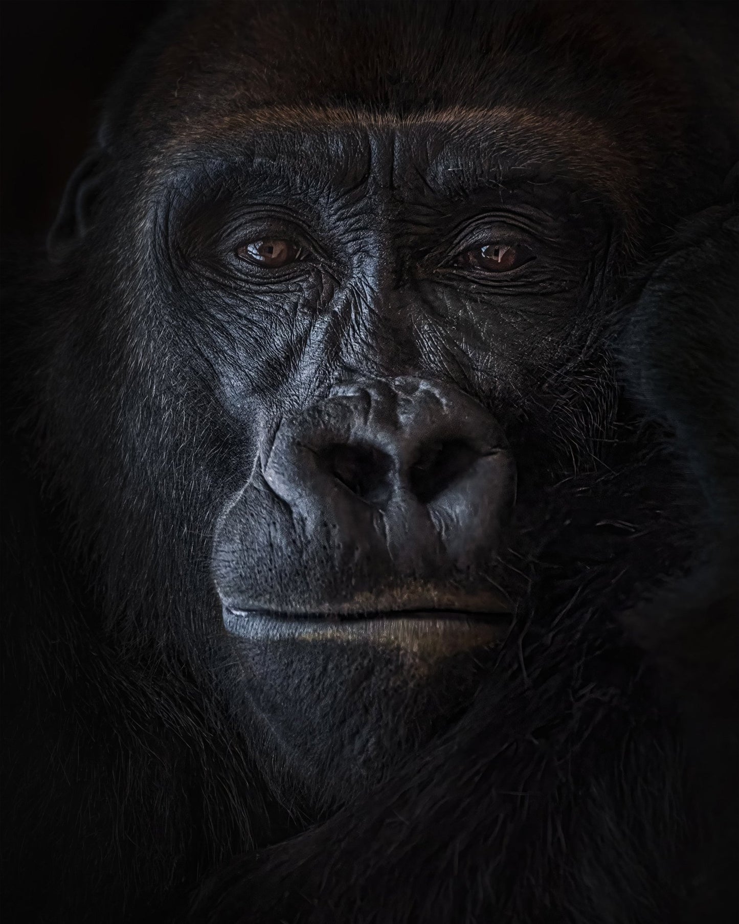 Primal Gaze