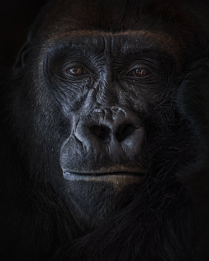 Primal Gaze