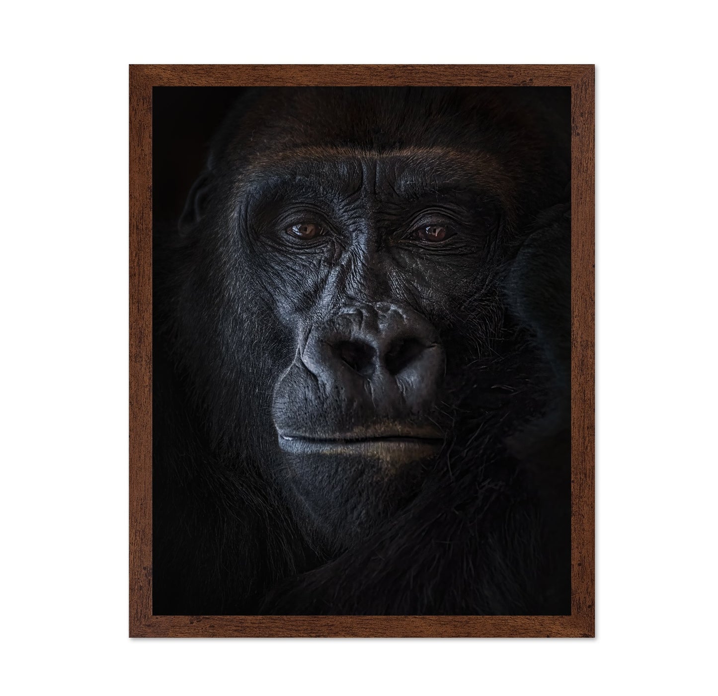Primal Gaze