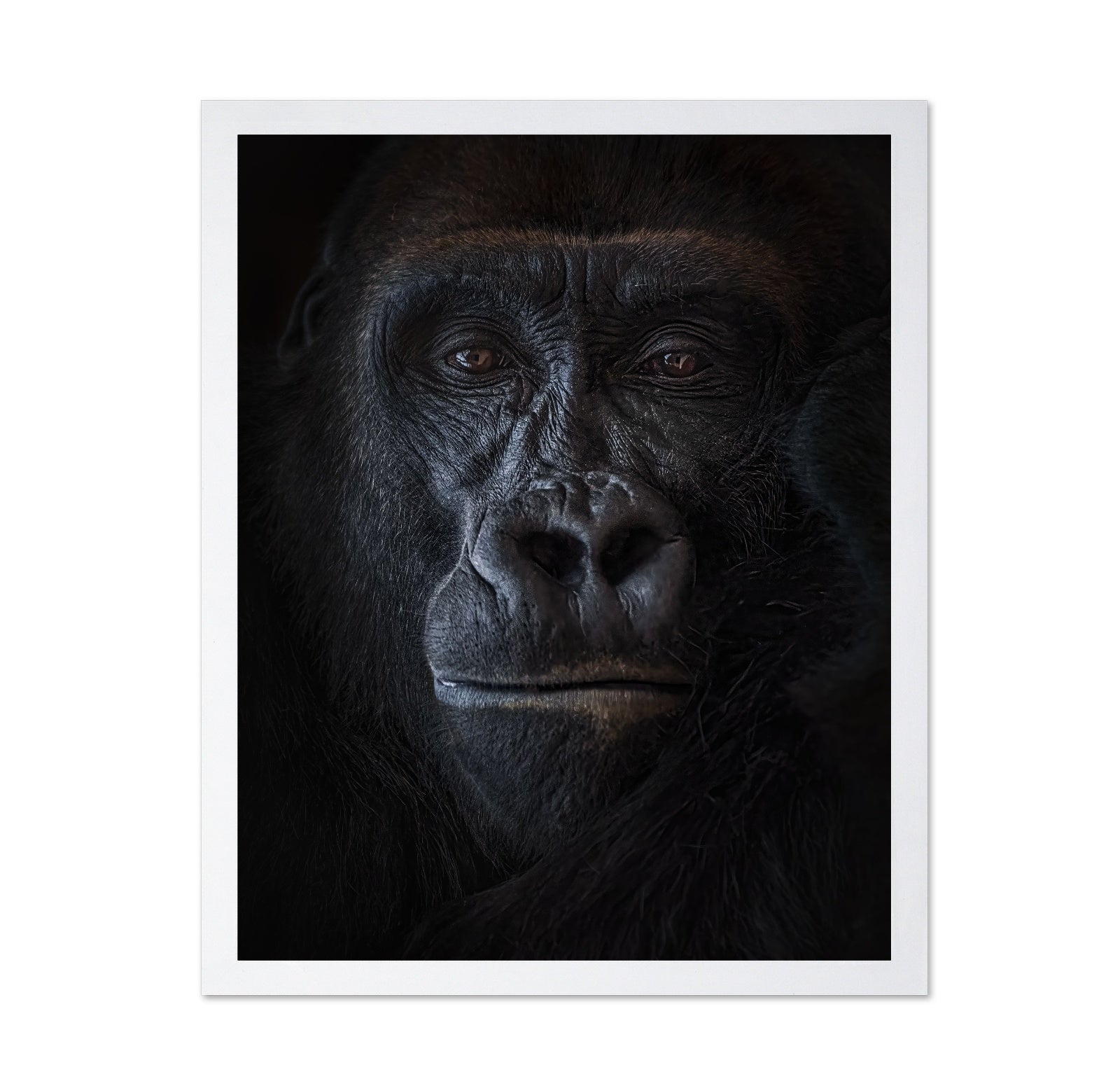 Primal Gaze