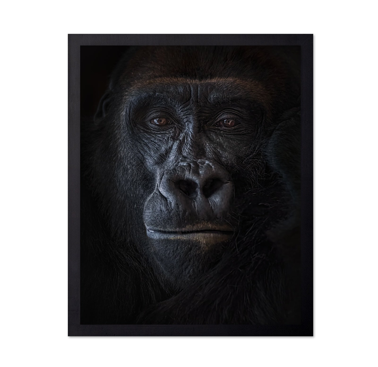 Primal Gaze