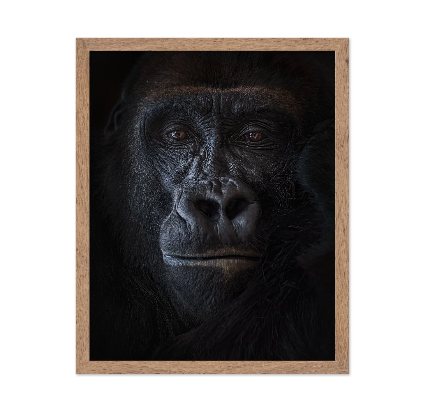 Primal Gaze