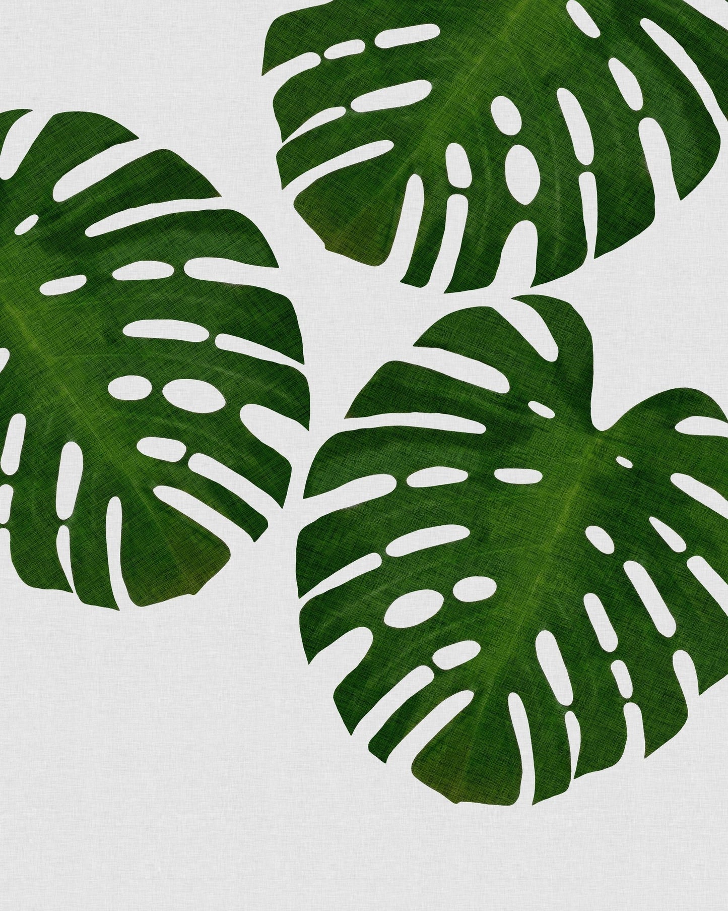 Green Monstera Leaves