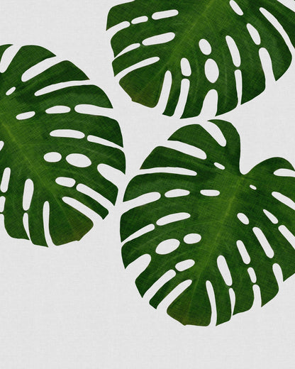 Green Monstera Leaves