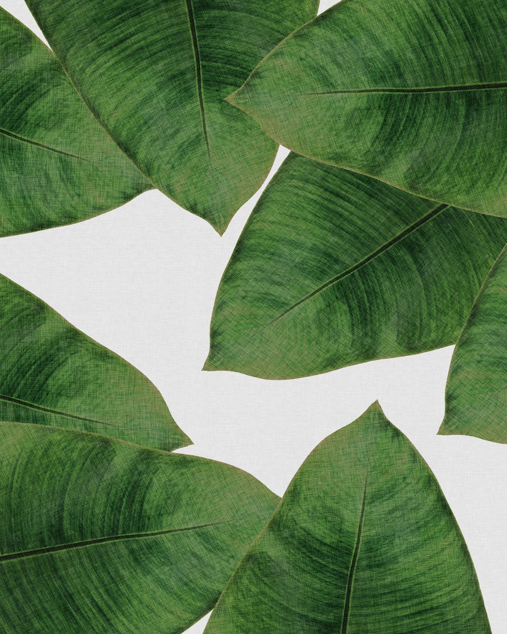 Green Banana Leaves