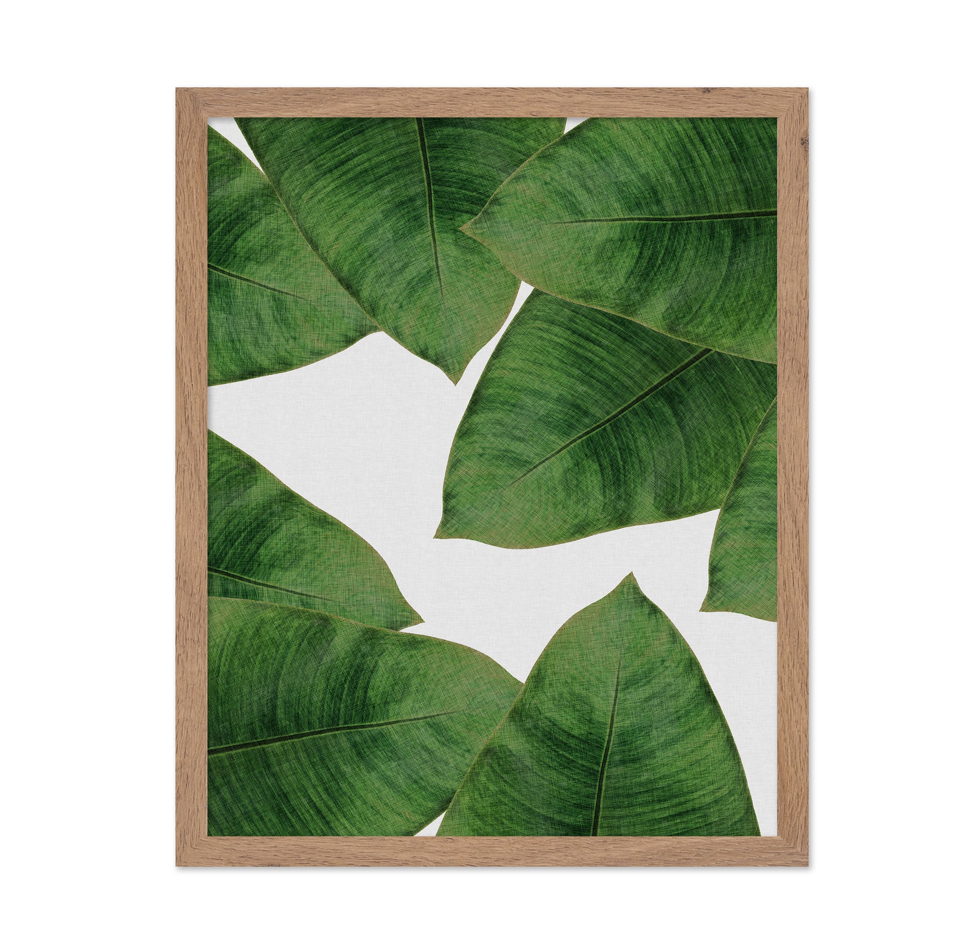 Green Banana Leaves