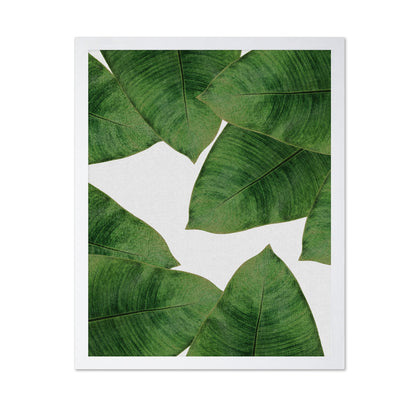 Green Banana Leaves