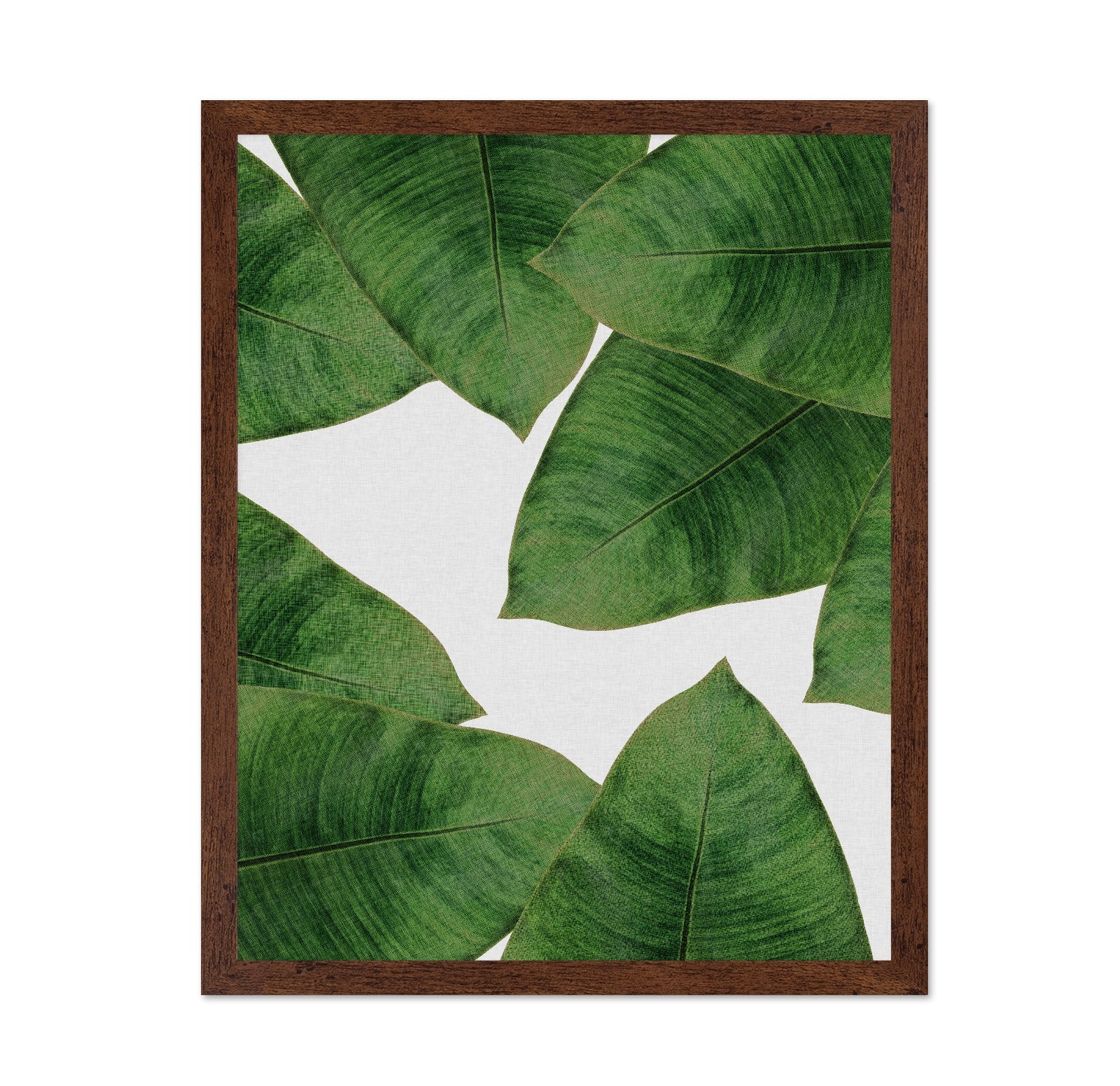 Green Banana Leaves