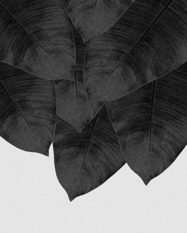 Black Banana Leaves