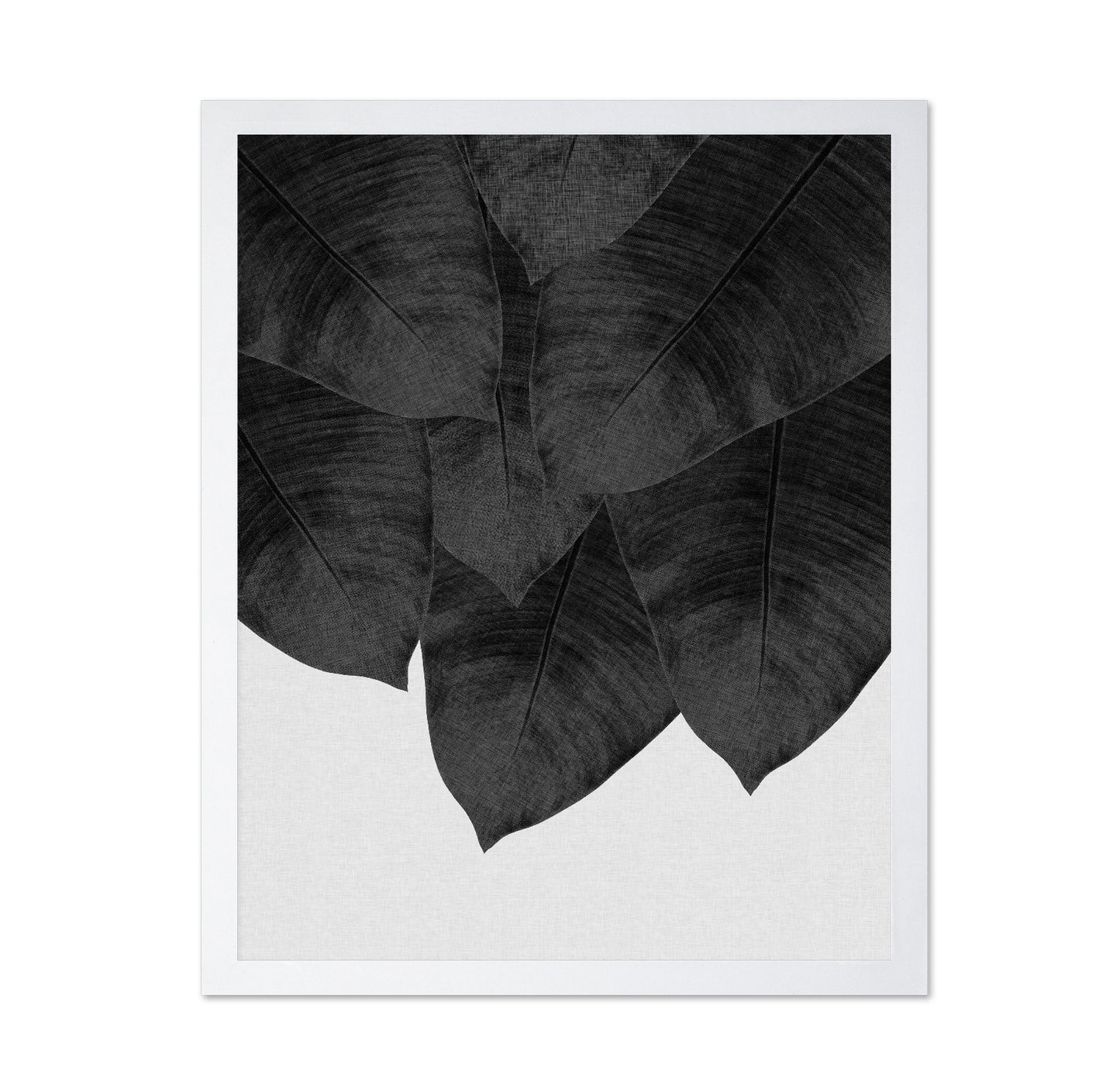 Black Banana Leaves