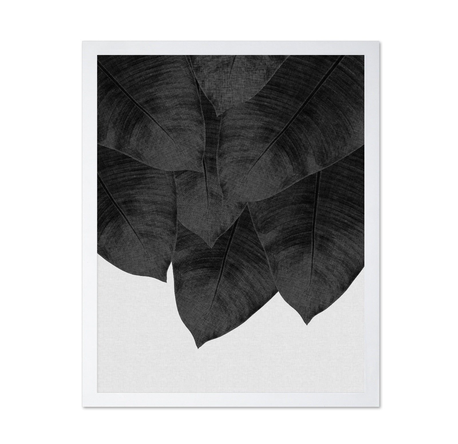 Black Banana Leaves
