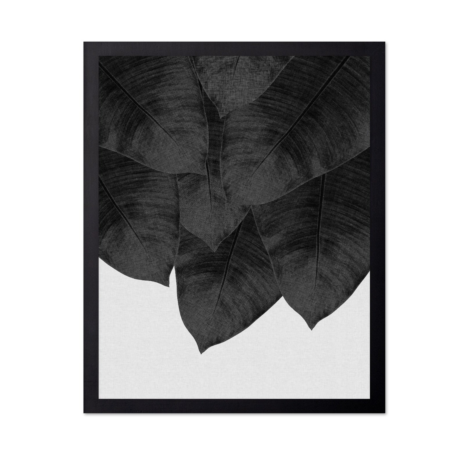 Black Banana Leaves