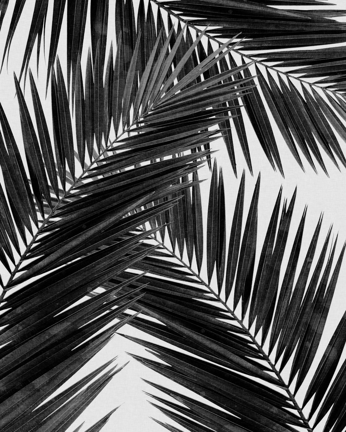 Black Palm Leaves