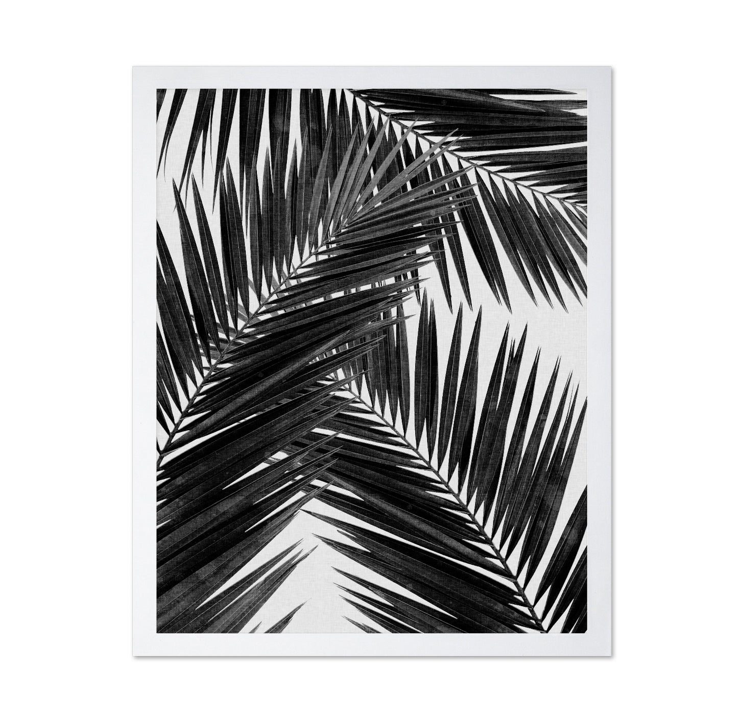Black Palm Leaves