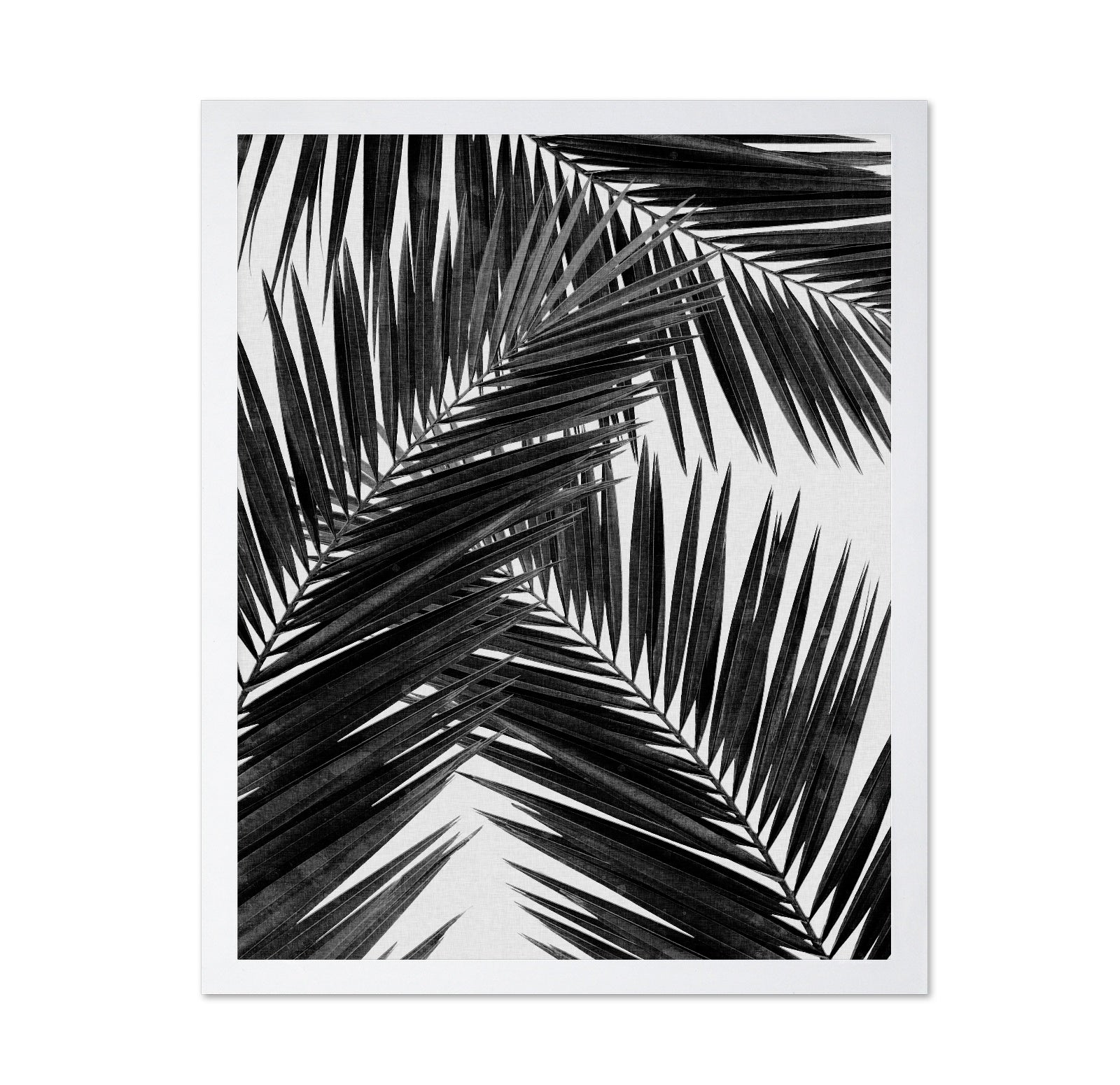 Black Palm Leaves