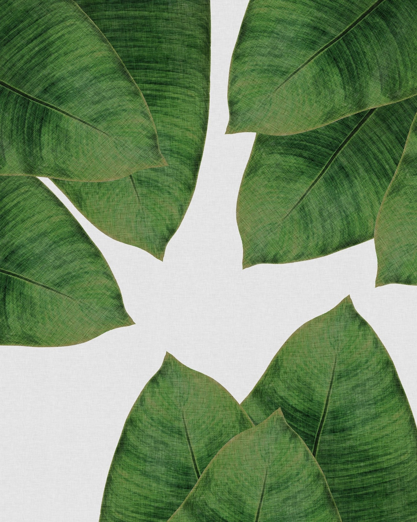 Banana Leaves