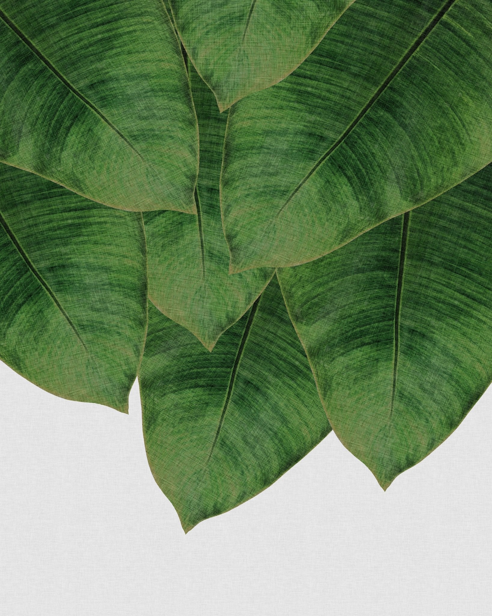 Banana Leaves Cluster