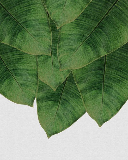 Banana Leaves Cluster