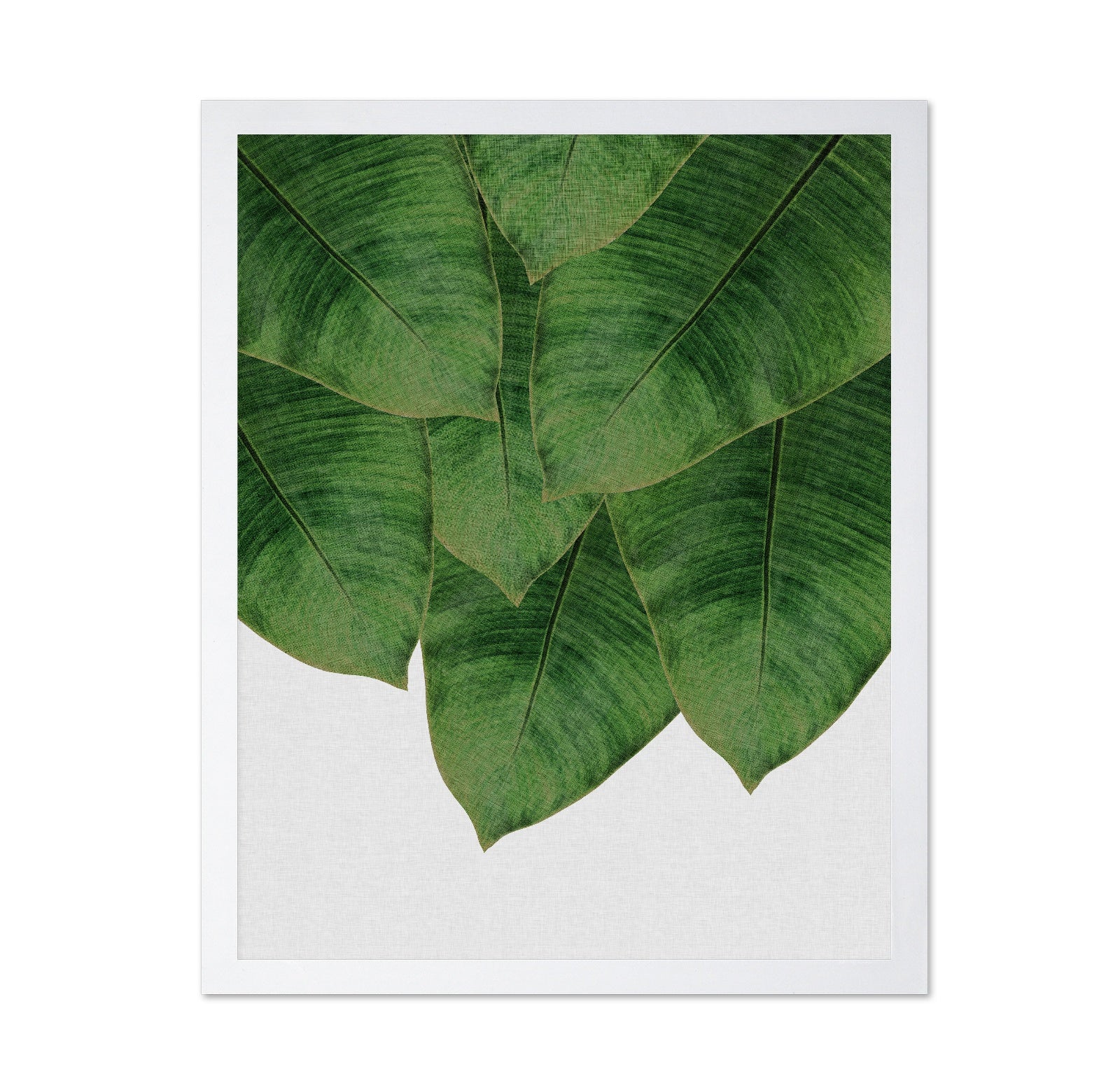 Banana Leaves Cluster