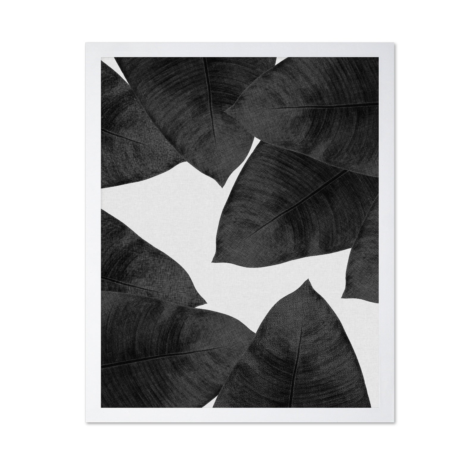 Banana Leaves BW