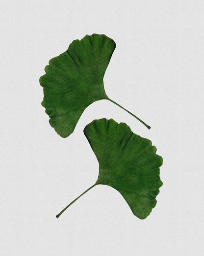 Green Ginkgo Leaves No1