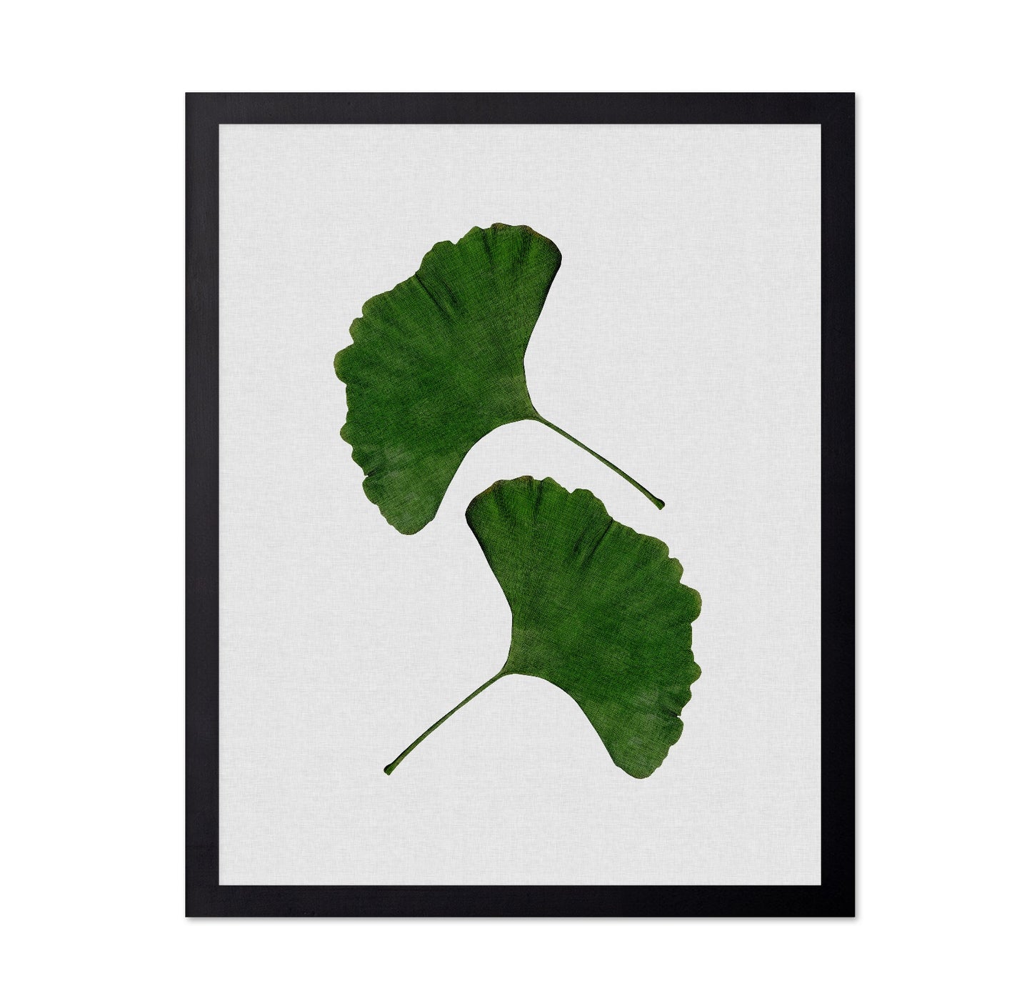 Green Ginkgo Leaves No1