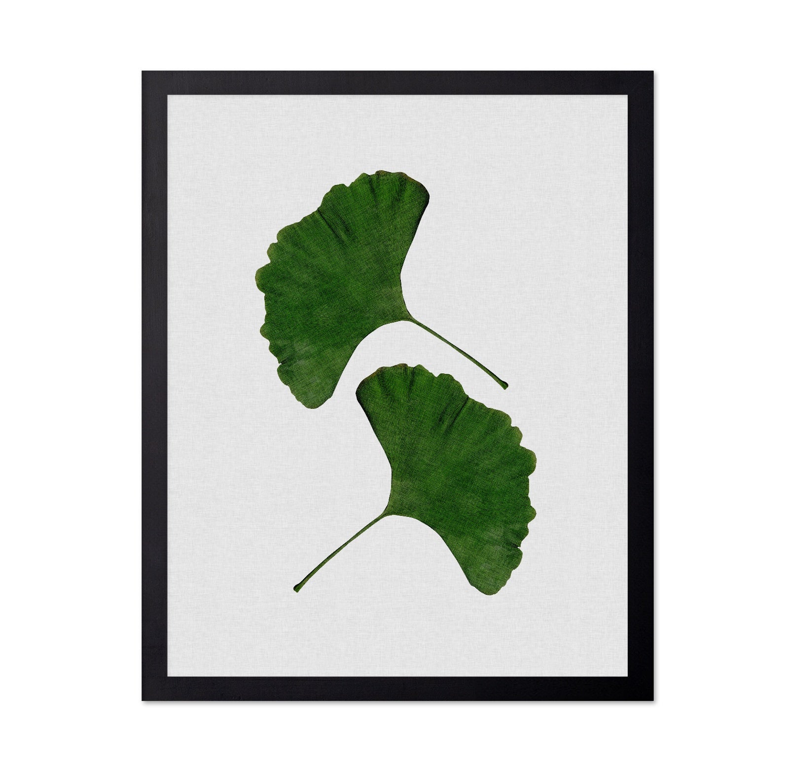 Green Ginkgo Leaves No1