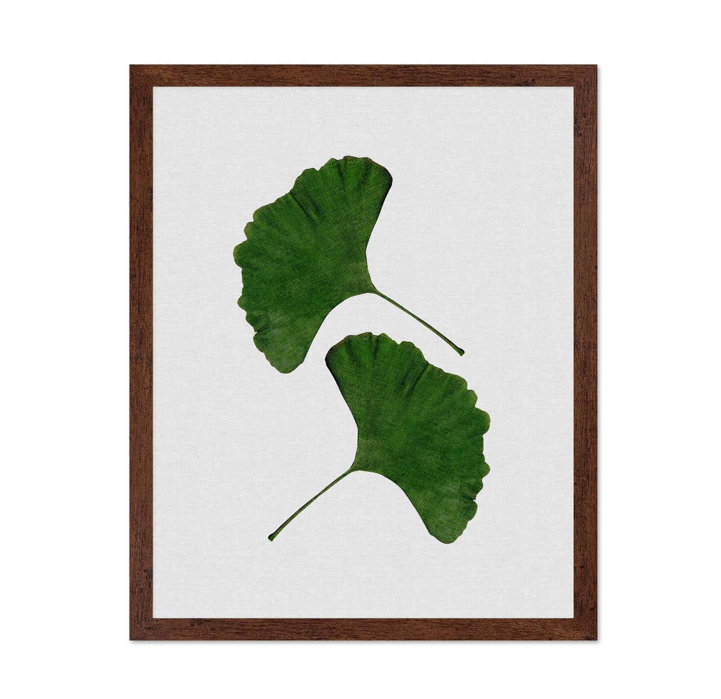 Green Ginkgo Leaves No1