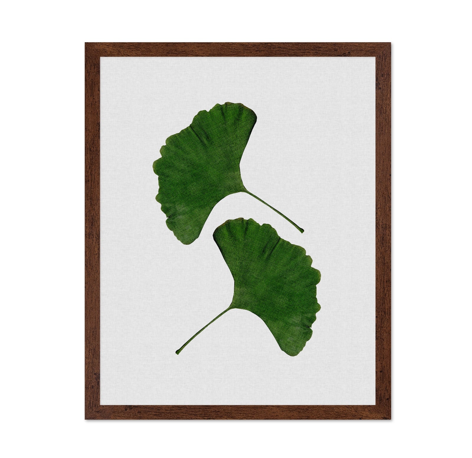 Green Ginkgo Leaves No1