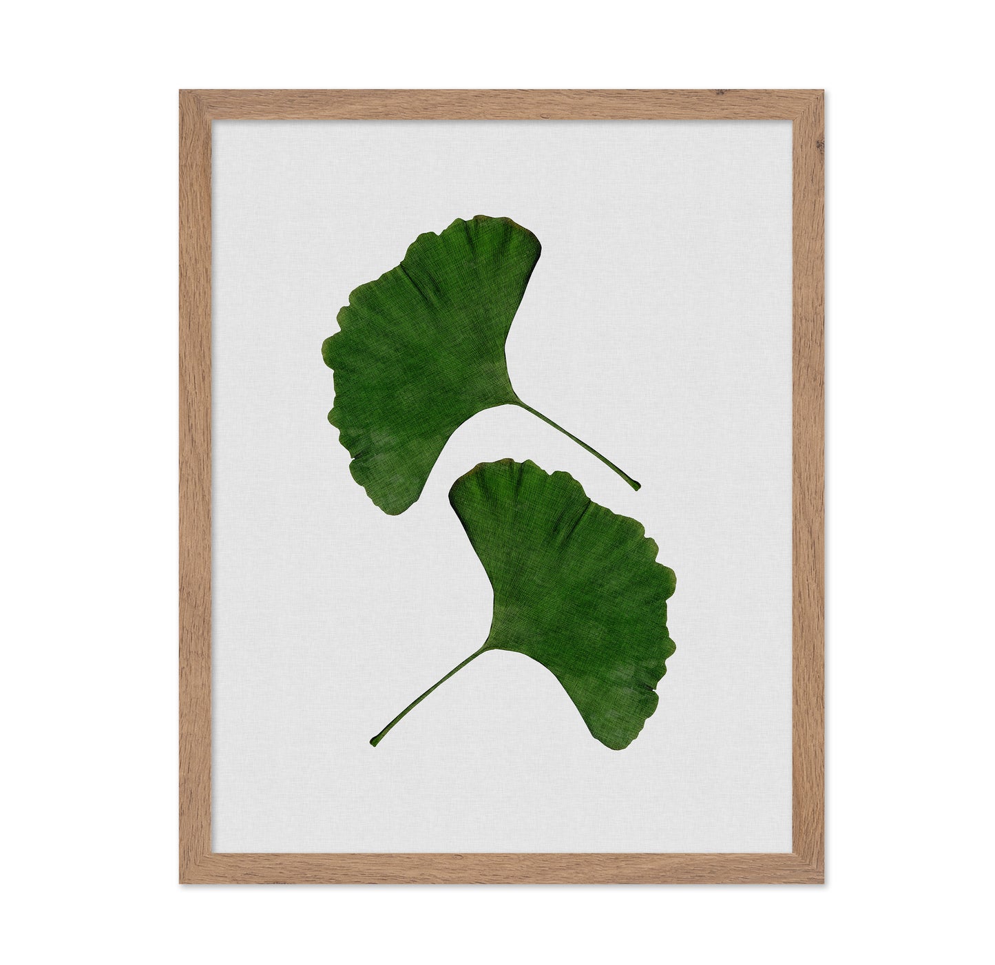 Green Ginkgo Leaves No1