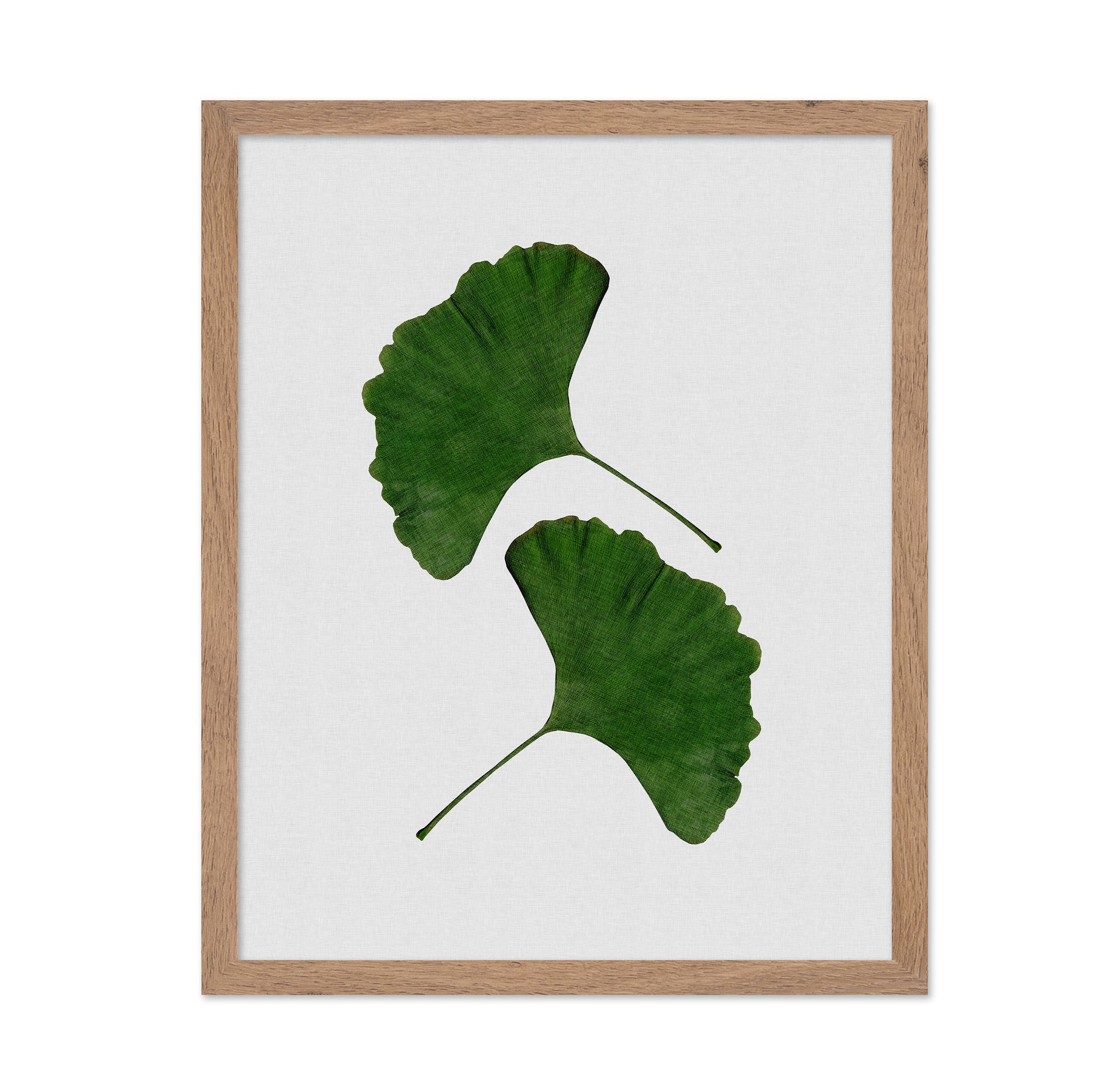 Green Ginkgo Leaves No1