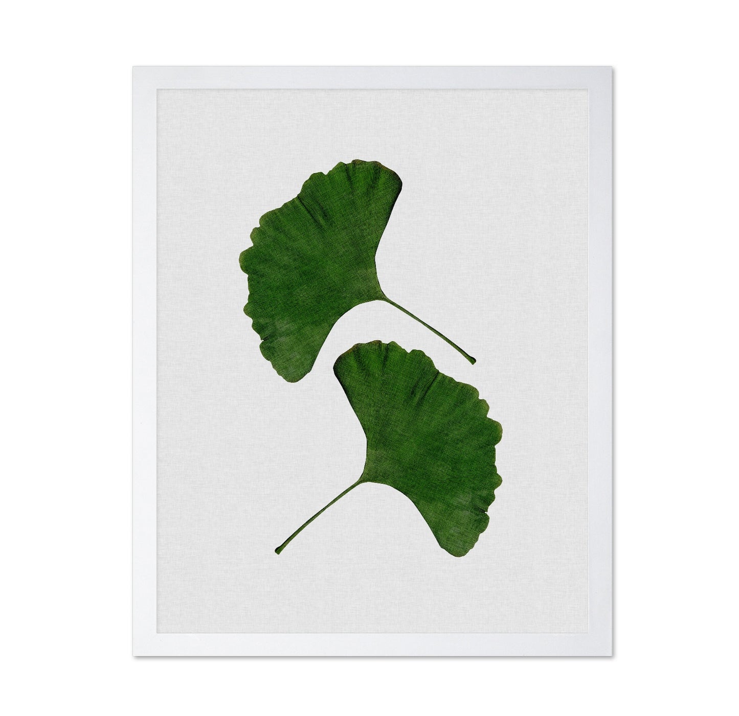 Green Ginkgo Leaves No1