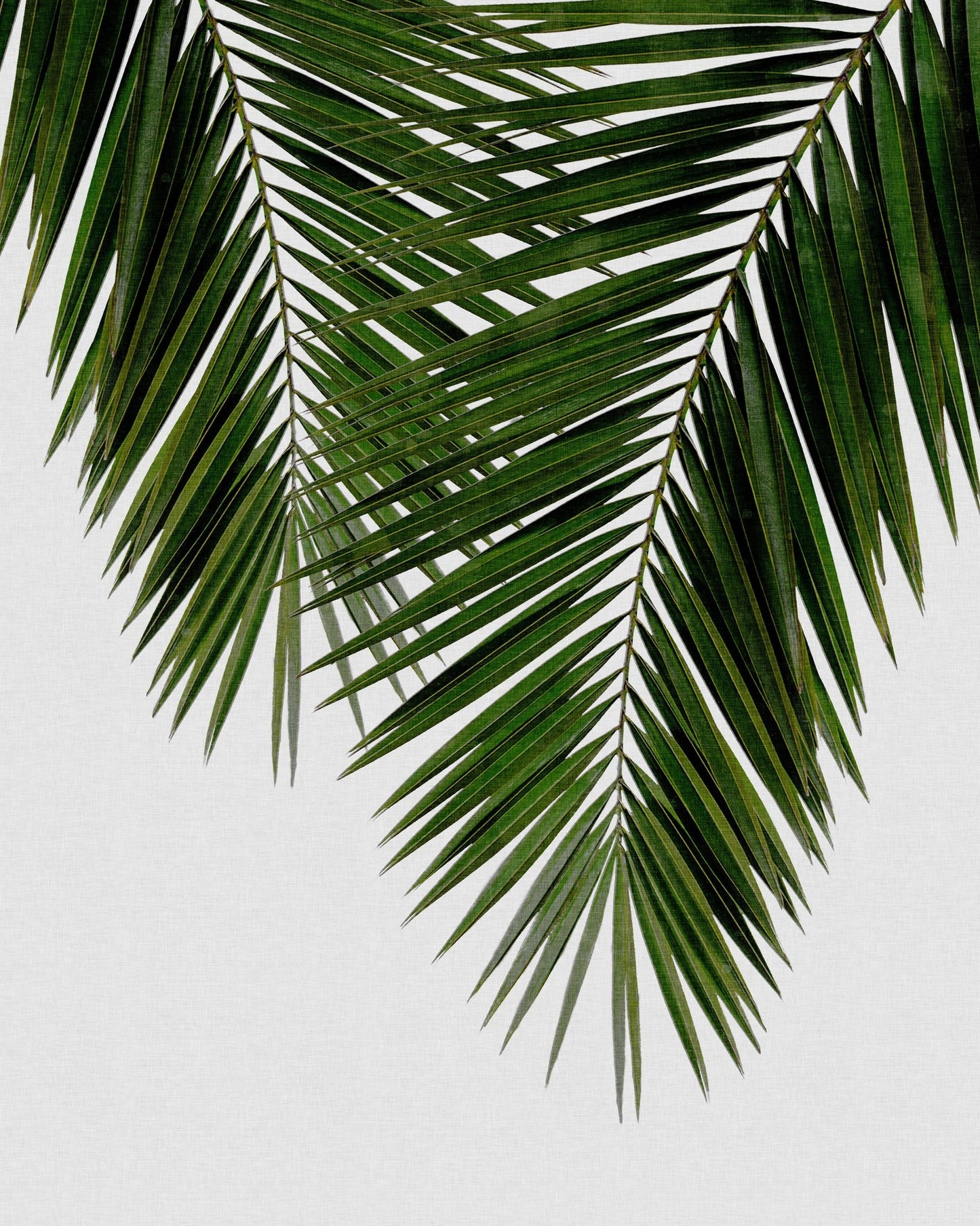 Palm Leaf Detail