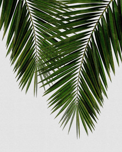 Palm Leaf Detail