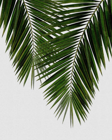 Palm Leaf Detail