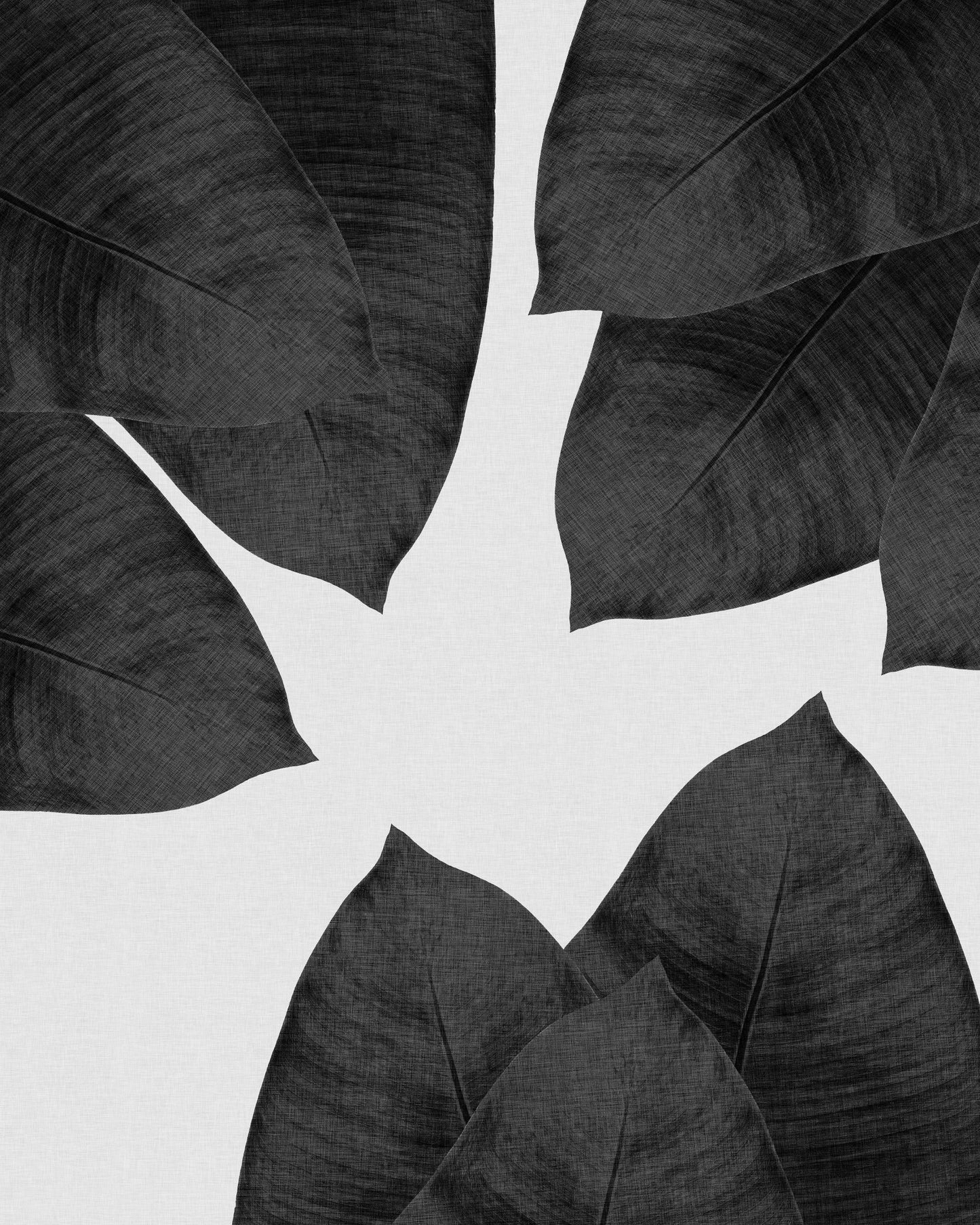 Banana Leaf Black White
