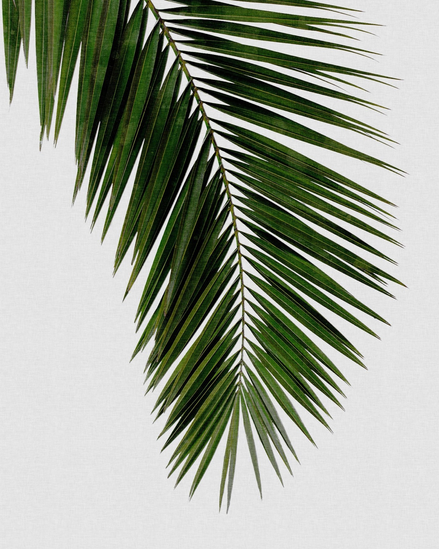 Tropical Palm Frond