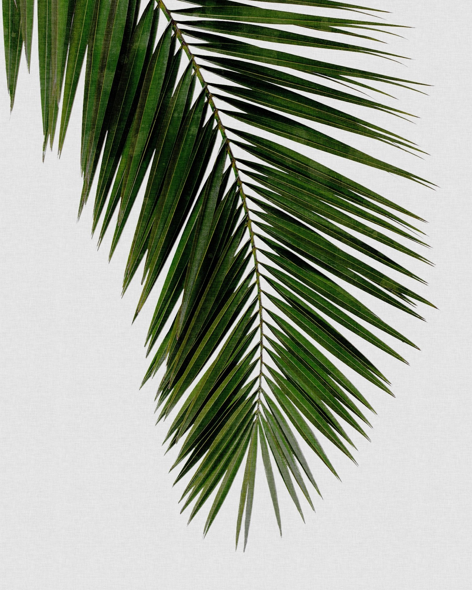Tropical Palm Frond