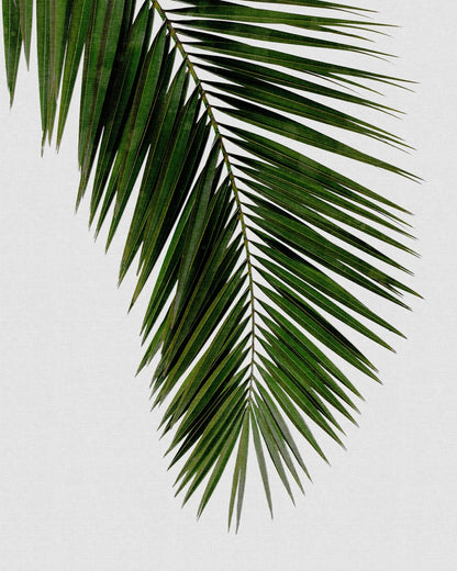 Tropical Palm Frond