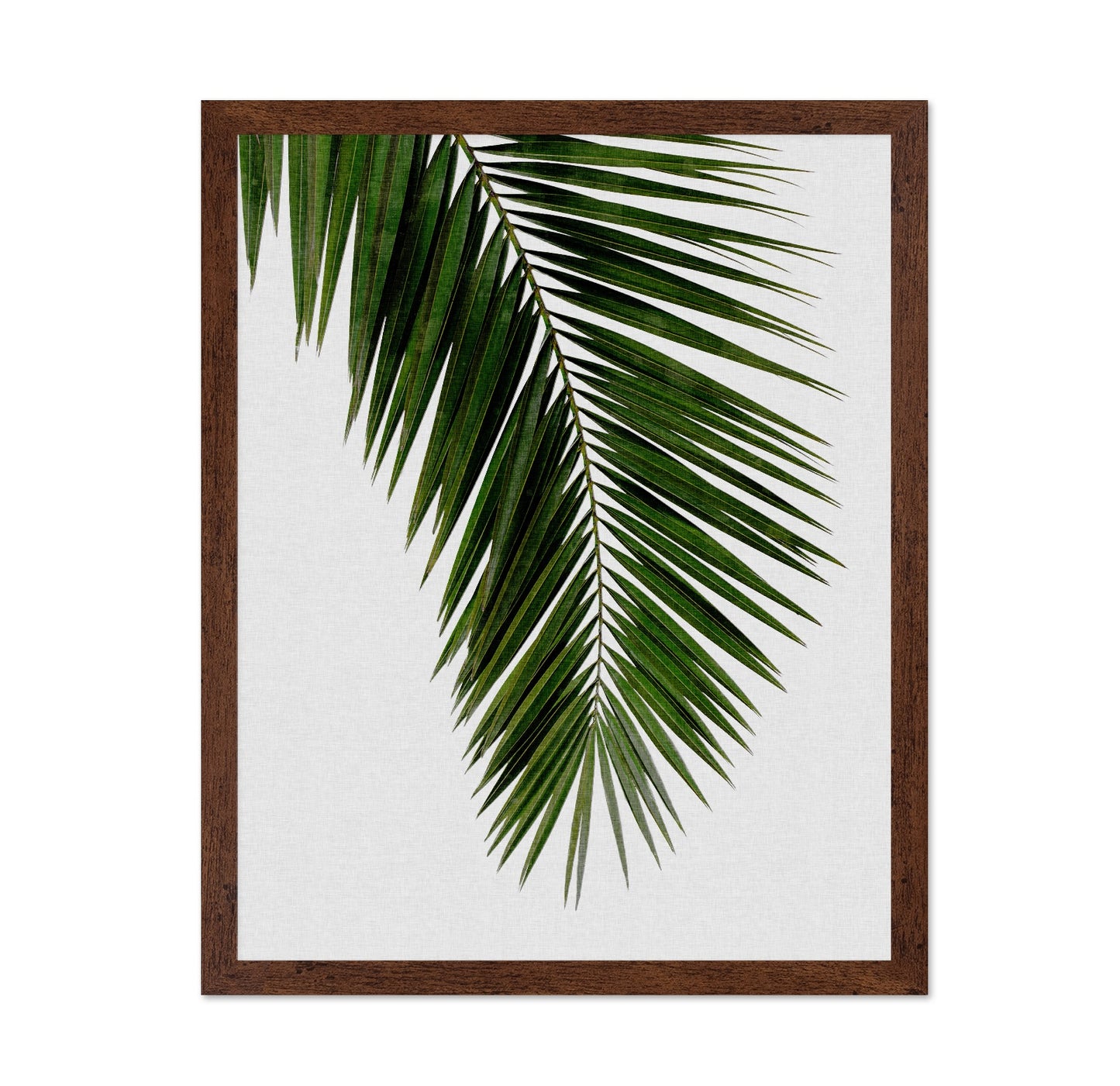 Tropical Palm Frond