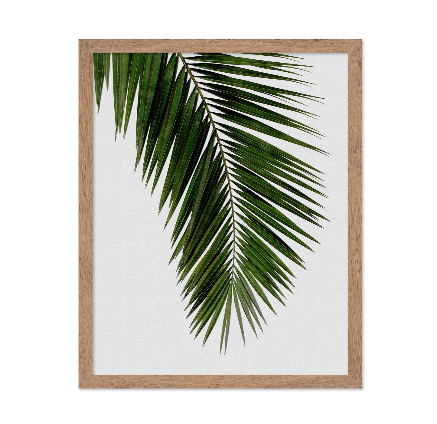 Tropical Palm Frond