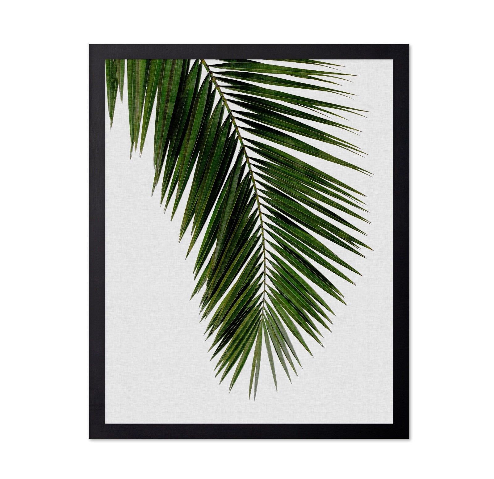 Tropical Palm Frond
